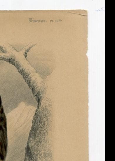 Antique Owl Illustration - Boreal Owl Art Print - Vintage Wildlife Artwork image 8