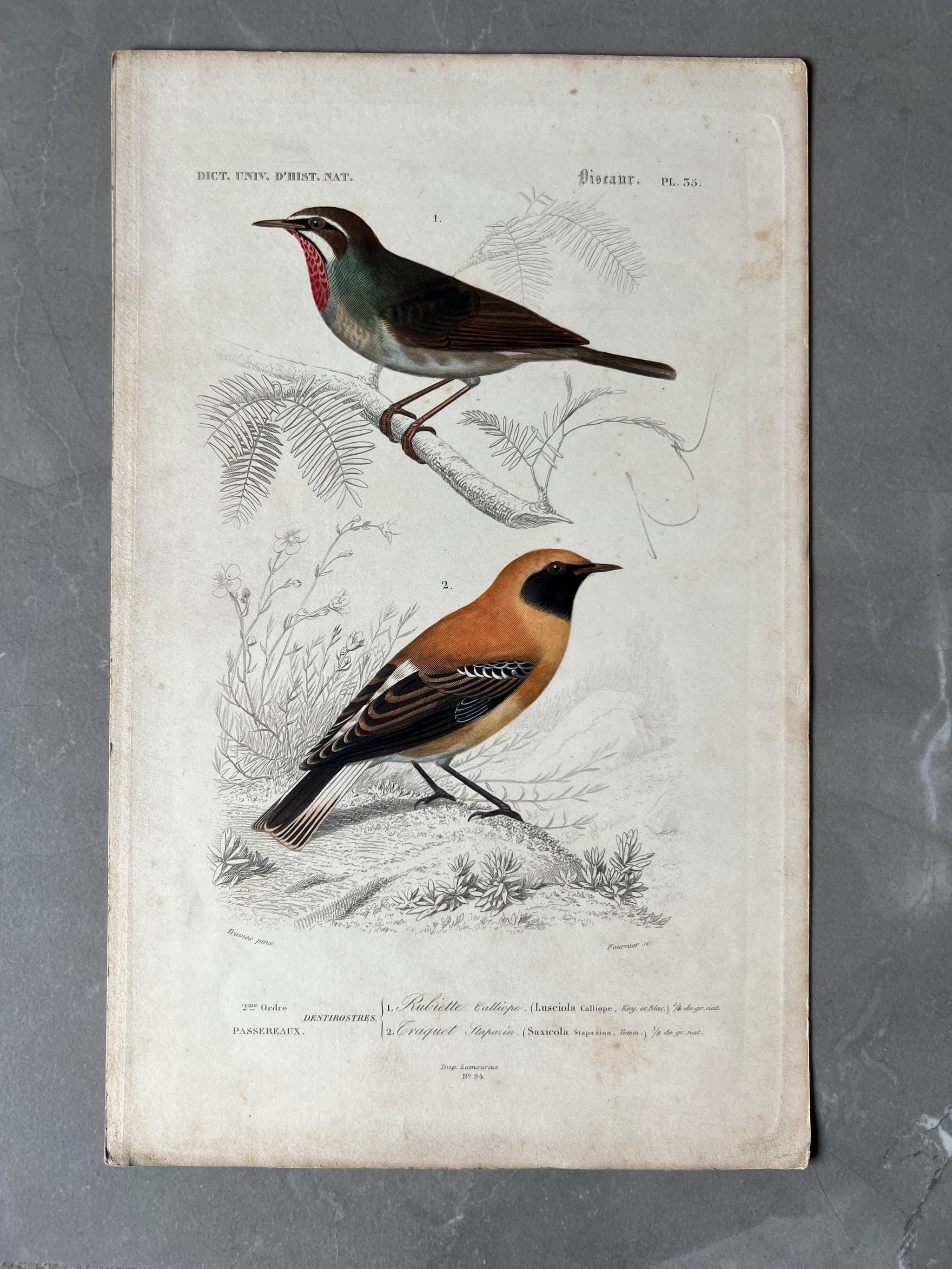 Vintage Hummingbird Illustration, Antique Ornithology Print image 1