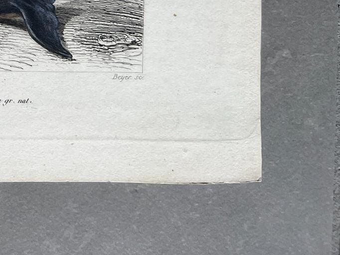 Antique Dolphin Illustration - 19th-Century Natural History Print - Vintage image 10
