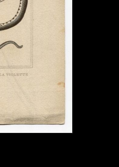 Antique Snake Illustration - Vintage Ophidiens Art - 19th Century Natural image 10