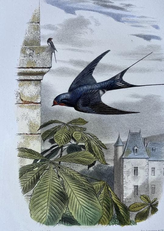 Antique Bird Illustration - "L'Hirondelle de Cheminée" 19th Century French image 8