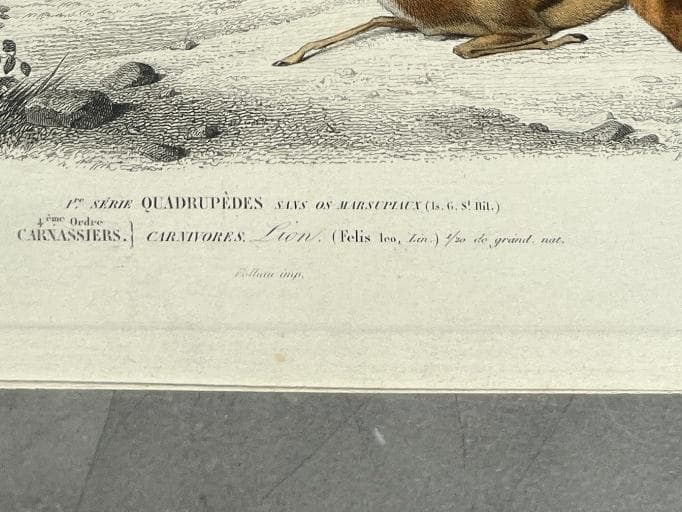 Antique 19th Century Lion Illustration - Wildlife Art by Edouard TRAVIES image 9