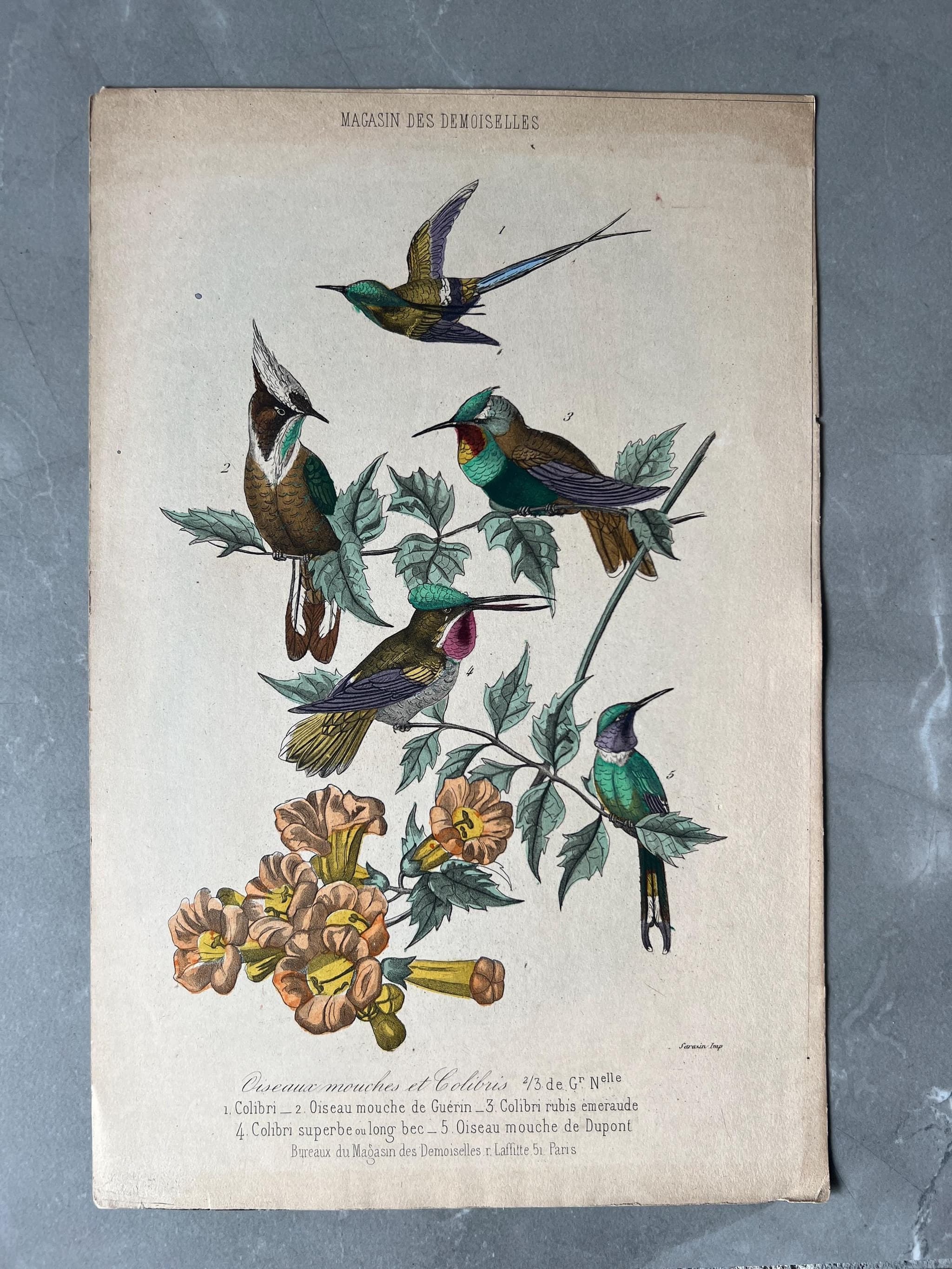 Vintage Bird Pair Illustration, Goldfinch and Sparrow Print image 1