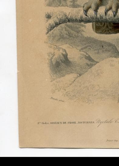 Antique Owl Illustration - Boreal Owl Art Print - Vintage Wildlife Artwork image 9