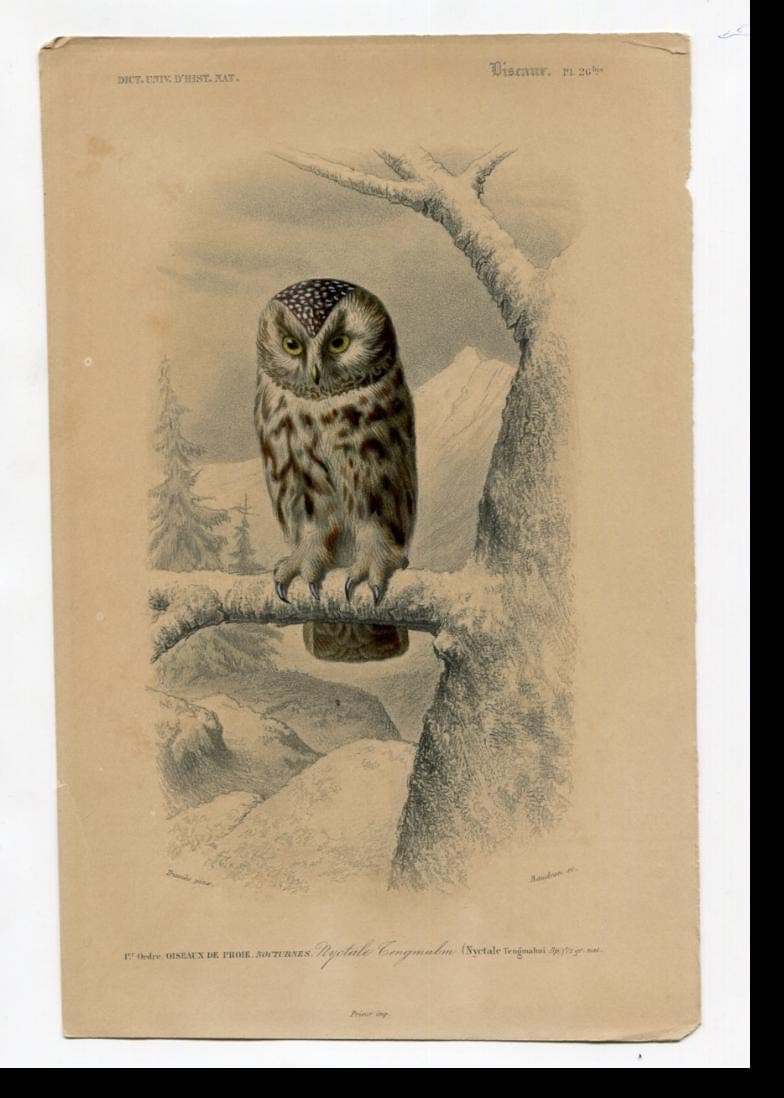 Antique Owl Illustration - Boreal Owl Art Print - Vintage Wildlife Artwork image 3