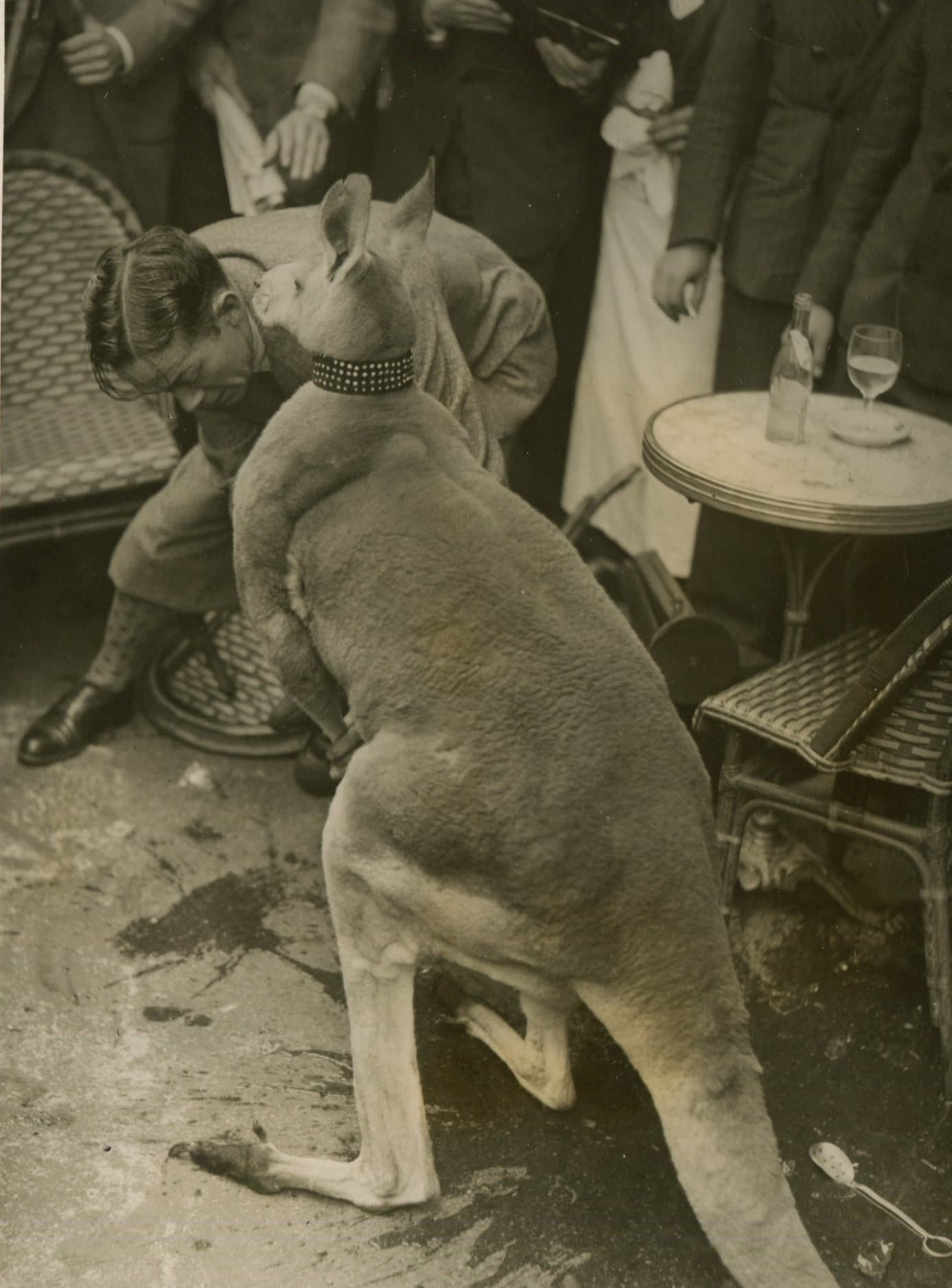 Kangaroo at a Bar Photograph 1930' image 1