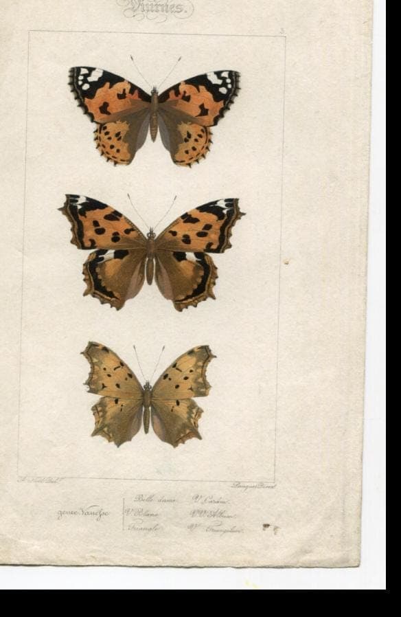Antique Butterfly Illustration - Vintage Lepidoptera Art - 19th Century Natural image 5