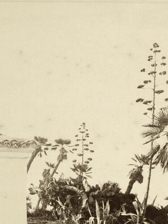Antique Photograph Tomb, Albumen, Vintage, Orientalism Algeria c. 1870 image 3
