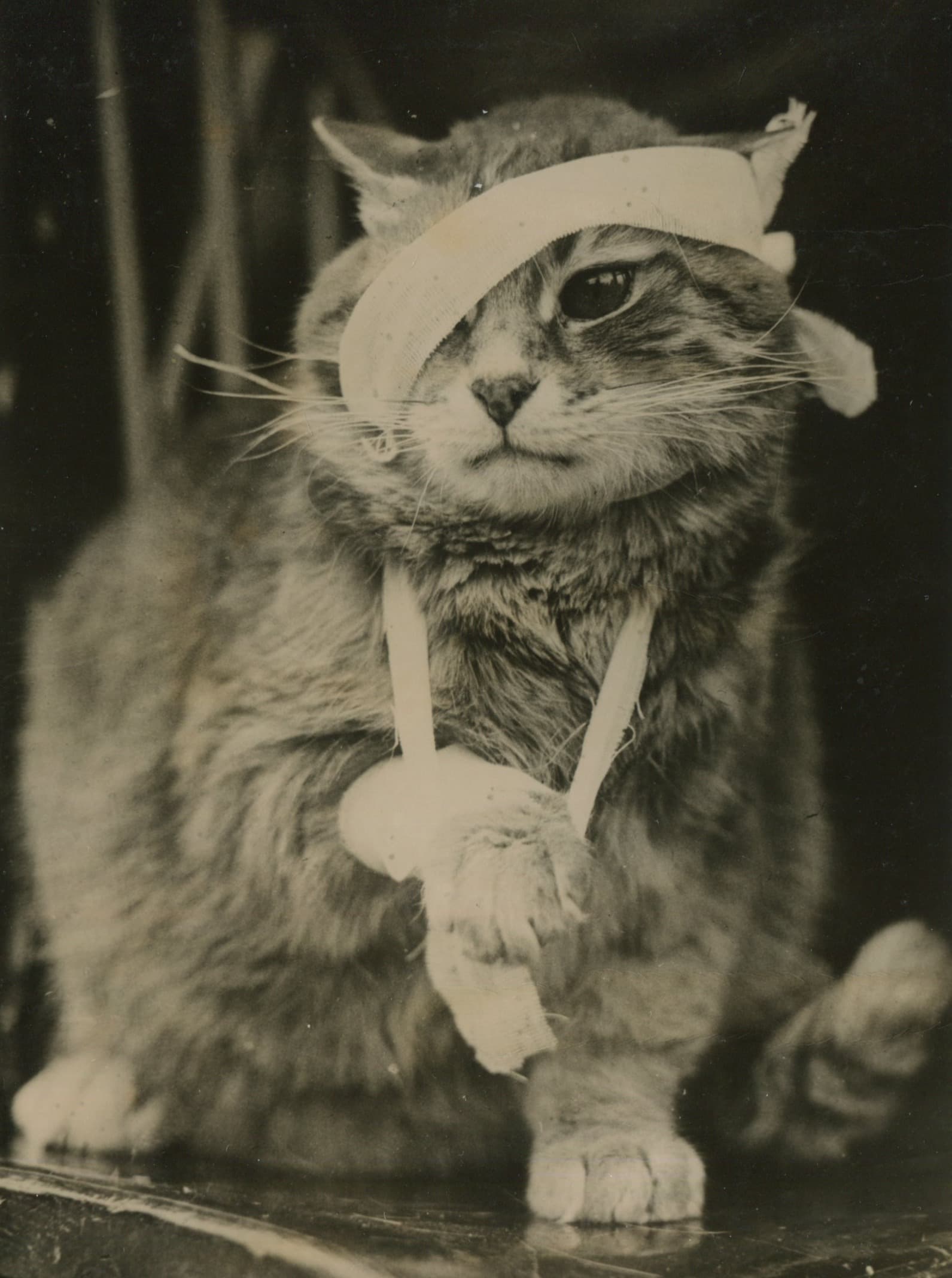 Cat with Bandages Photograph 1960' image 1