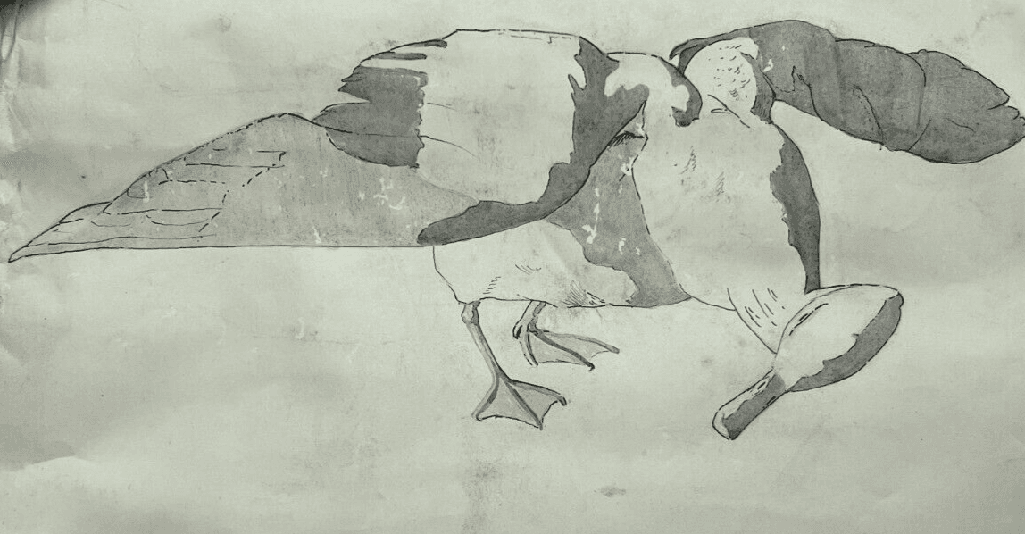 Antique Original Drawing Bird, Duck, Animal, Still Life