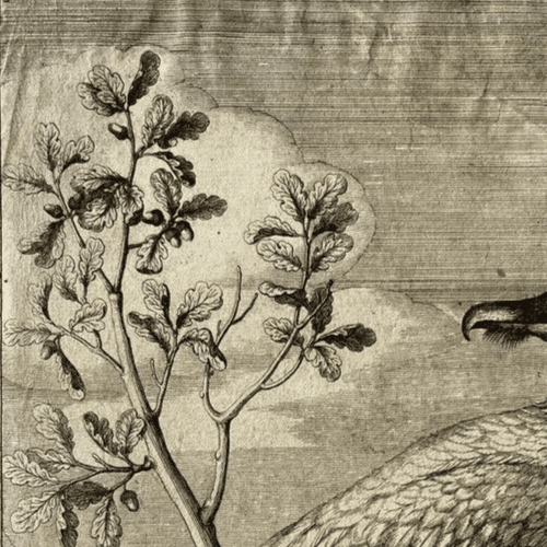 Antique Original Etching Nicolas Robert (1614-1685) Vautour, Bird image 4