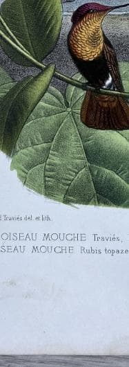 Antique Hummingbird Print - 19th Century Natural History Illustration by Edouard image 8