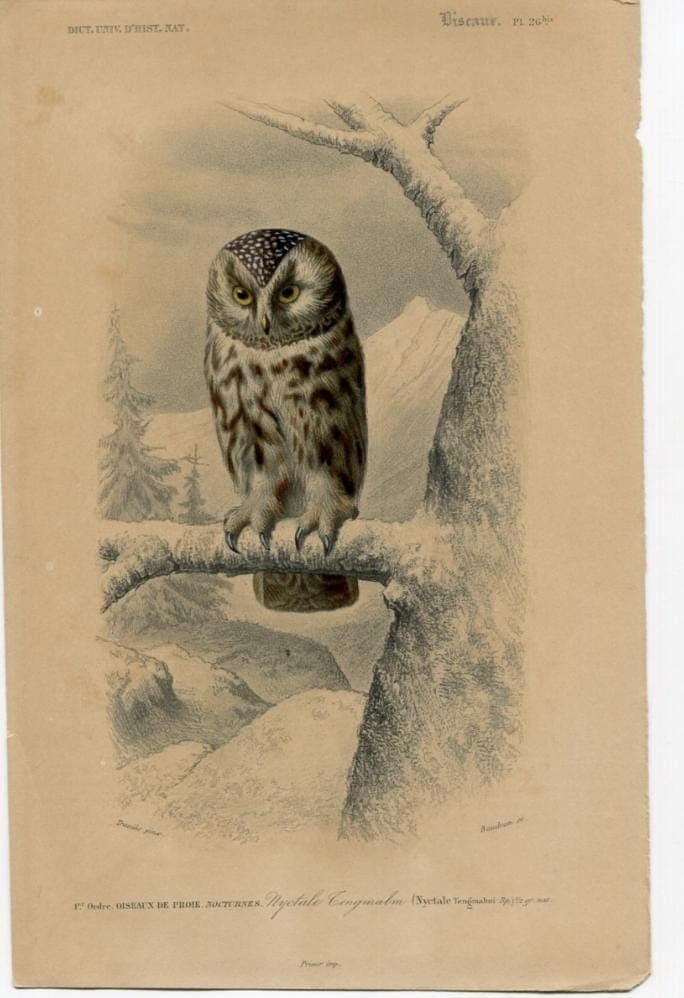 Antique Owl Illustration - Boreal Owl Art Print - Vintage Wildlife Artwork image 4