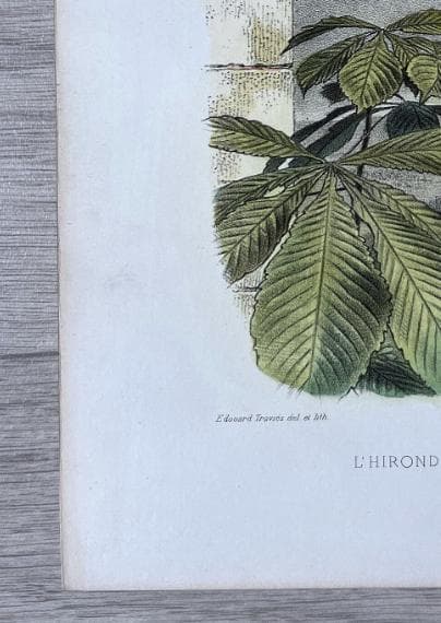 Antique Bird Illustration - "L'Hirondelle de Cheminée" 19th Century French image 5