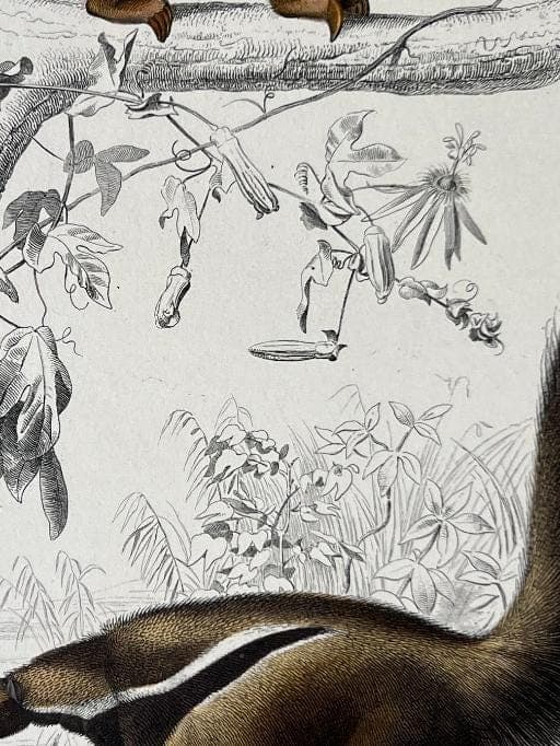 Antique Didelphis Marsupialis & Virginiana Natural History Illustration by image 6