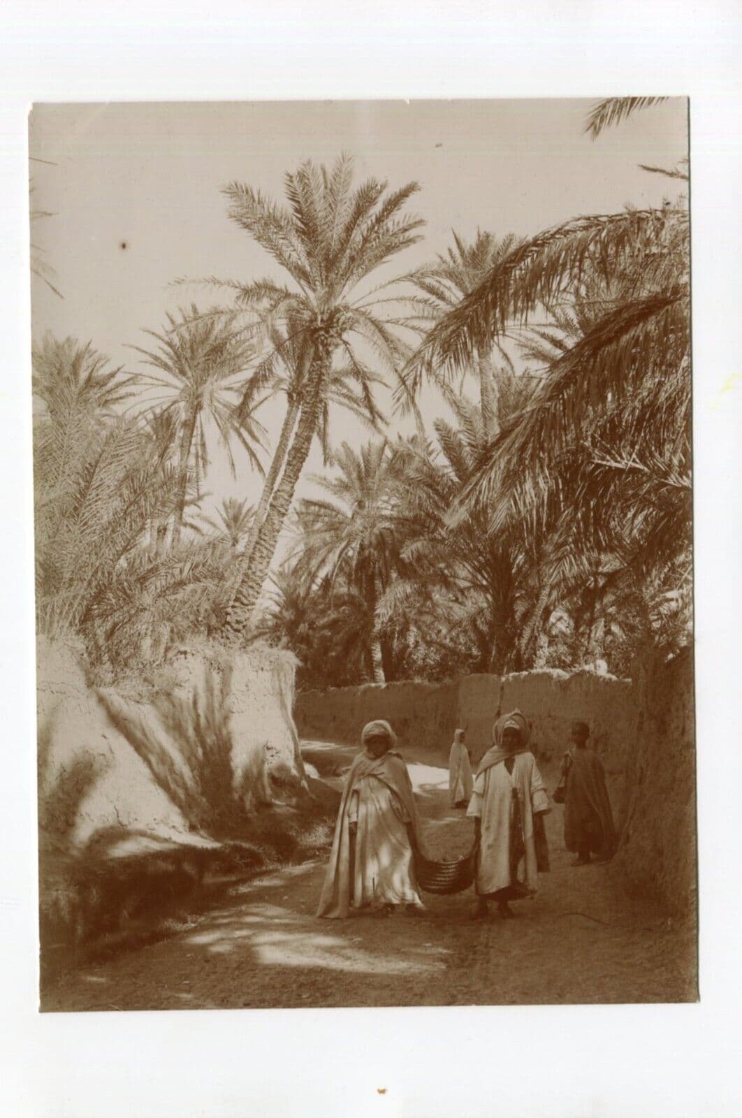 Vintage Photographs Orientalism Algeria, People, Palm Trees image 6