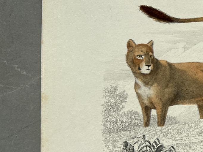 Antique 19th Century Lion Illustration - Wildlife Art by Edouard TRAVIES image 5