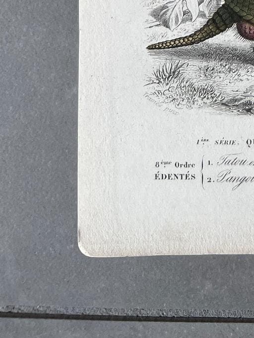 Antique Armadillo and Pangolin Engraving – 19th Century by Edouard TRAVIES image 8