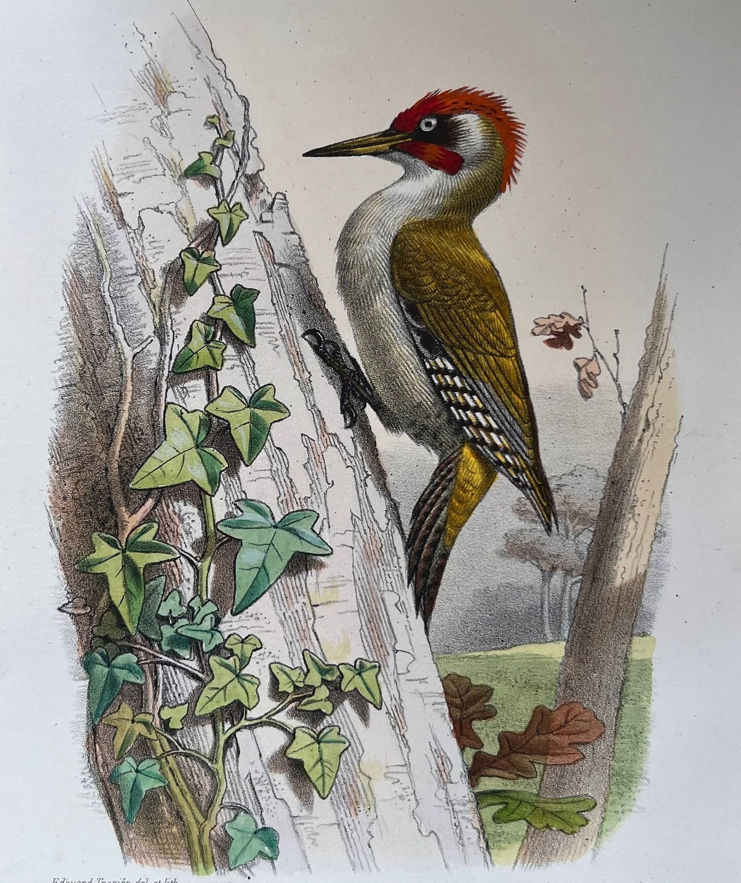 Vintage Ornithological Illustration by Edouard TRAVIES (1809-1869) Pic Vert