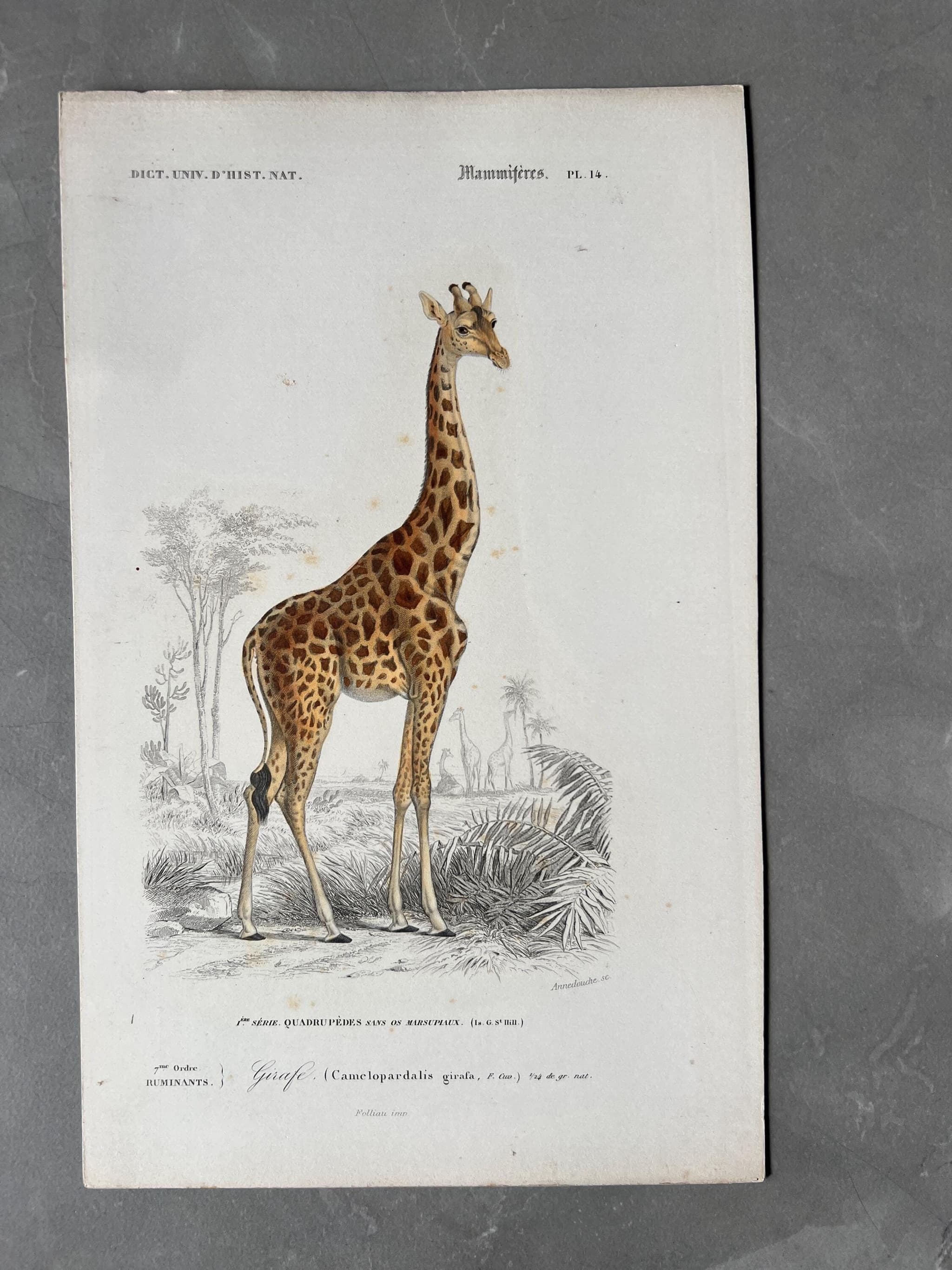 Antique Illustration Giraffe Engraving – 19th Century Natural History by Edouard image 1