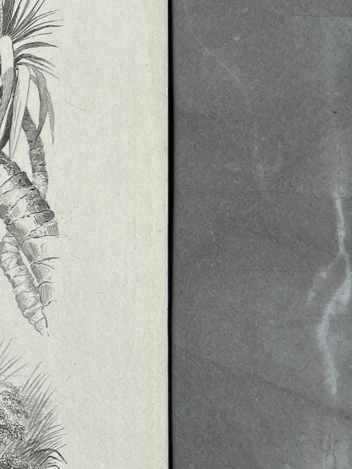 Antique Zoological Illustration of Lemurs (Lemuridae) by Edouard TRAVIES image 7
