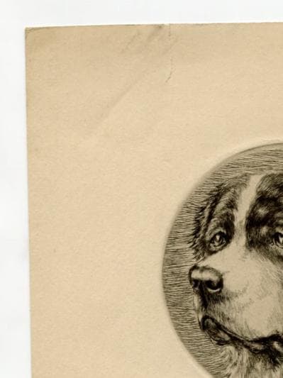 Antique Dog Portrait Illustration - St. Bernard Head Study - 19th Century Animal image 8