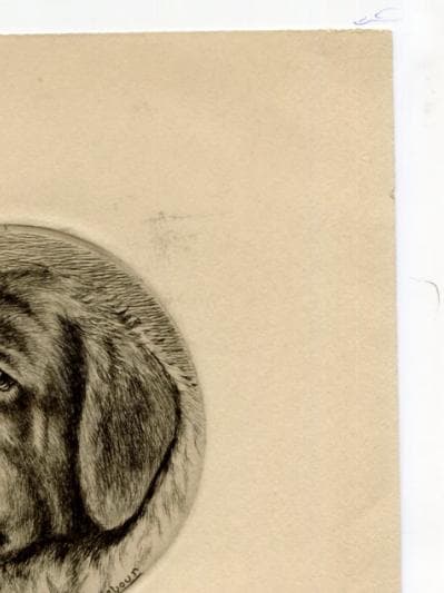Antique Dog Portrait Illustration - St. Bernard Head Study - 19th Century Animal image 9