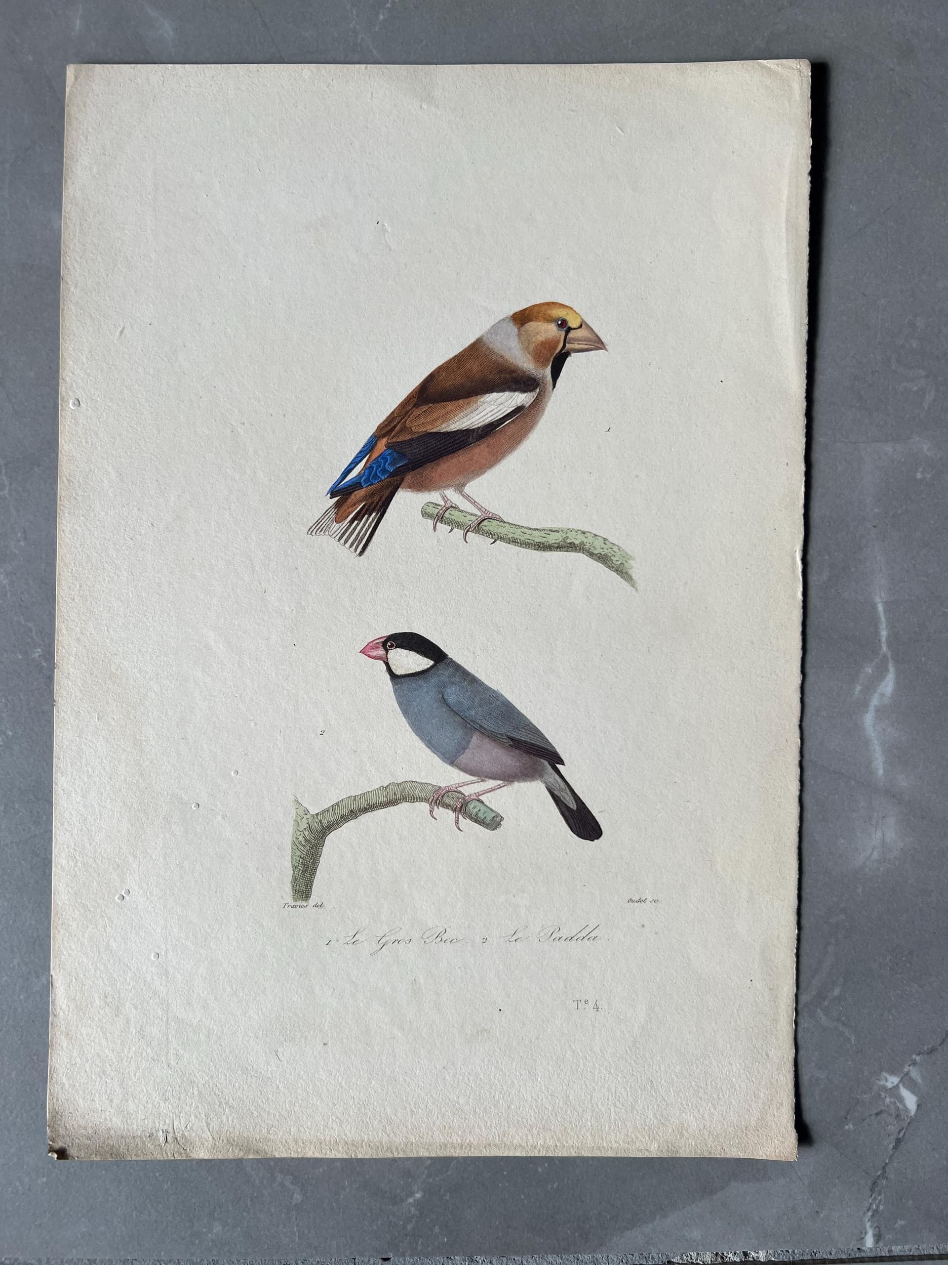 Exotic Parrots - Hand-Colored Antique Engraving by Edouard TRAVIES (1809-1869)