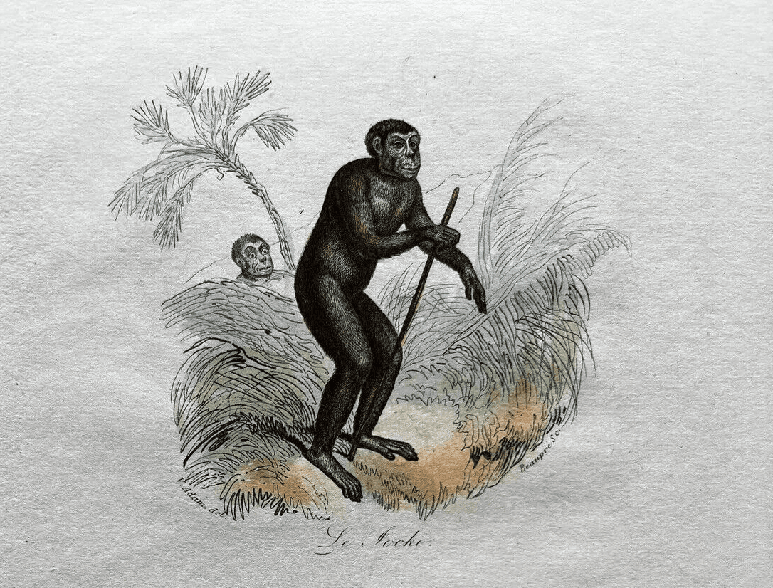 Antique Print Original Monkeys Playing 19th century image 3