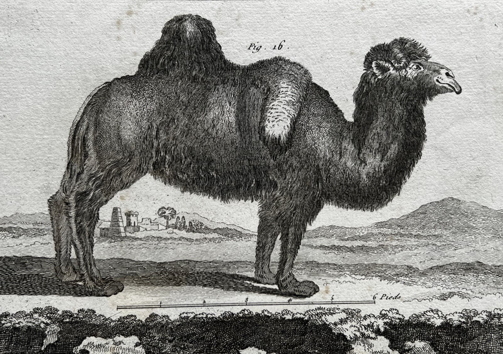 Antique Print 18th century, Camel