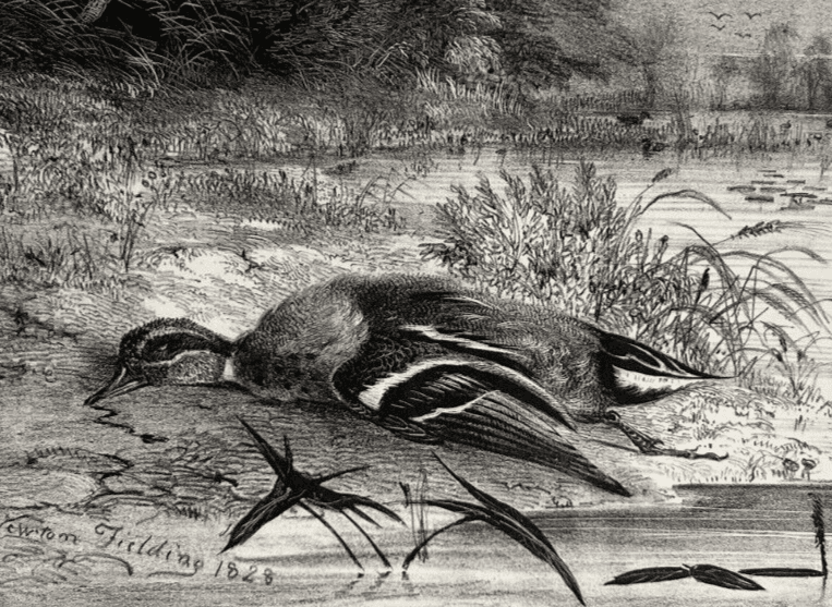 Antique Etching Original Newton FIELDING (1799-1856) Teal, Animal Bird, Duck