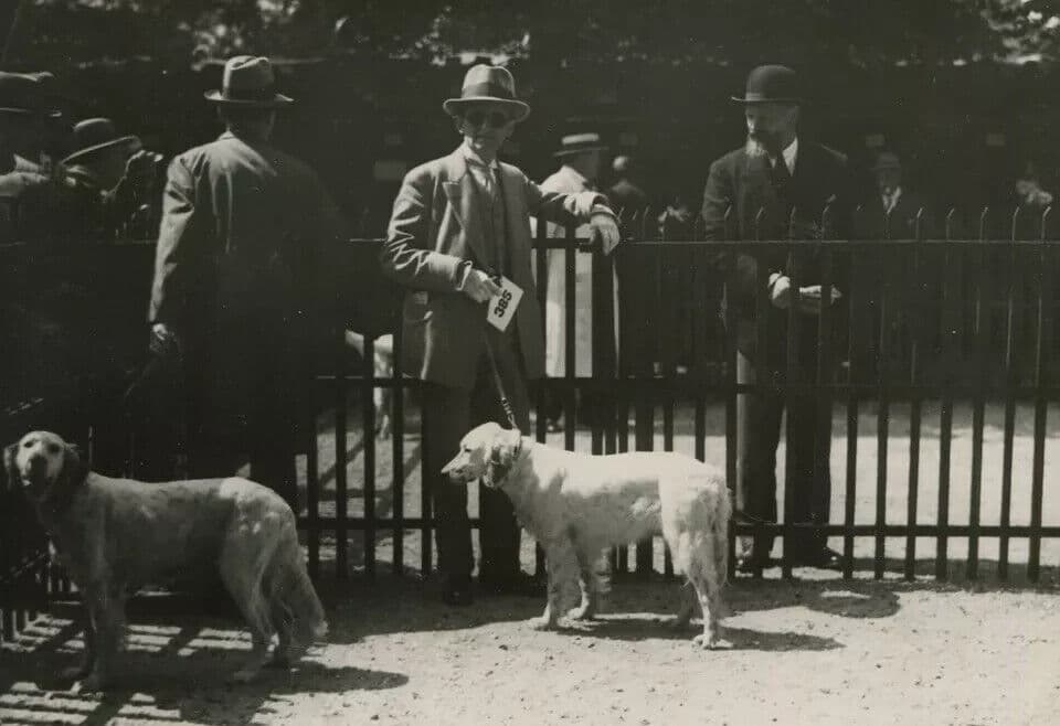 Vintage Original Dog Show Vintage Photograph image 1