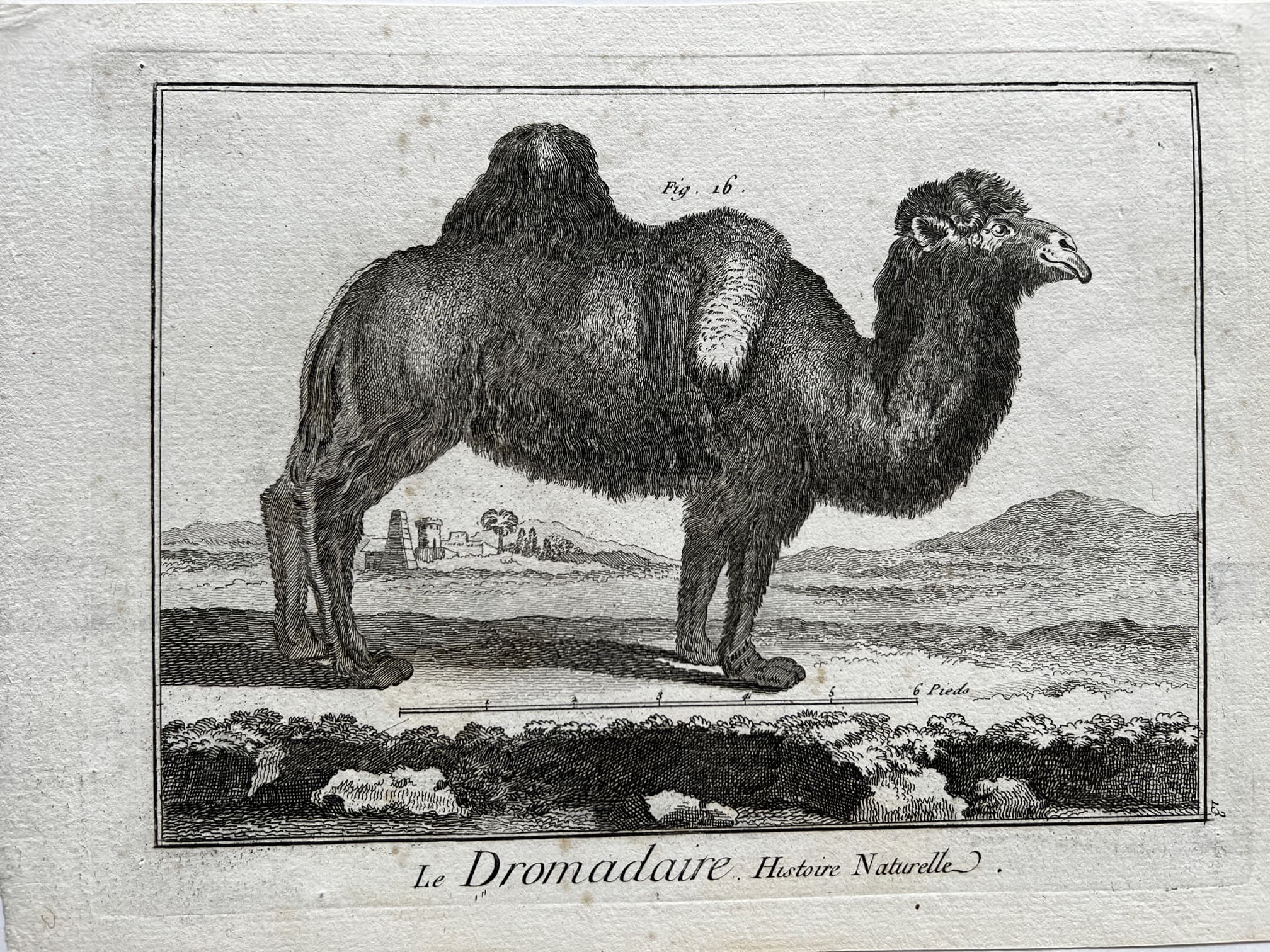 Antique Print 18th century, Camel image 2