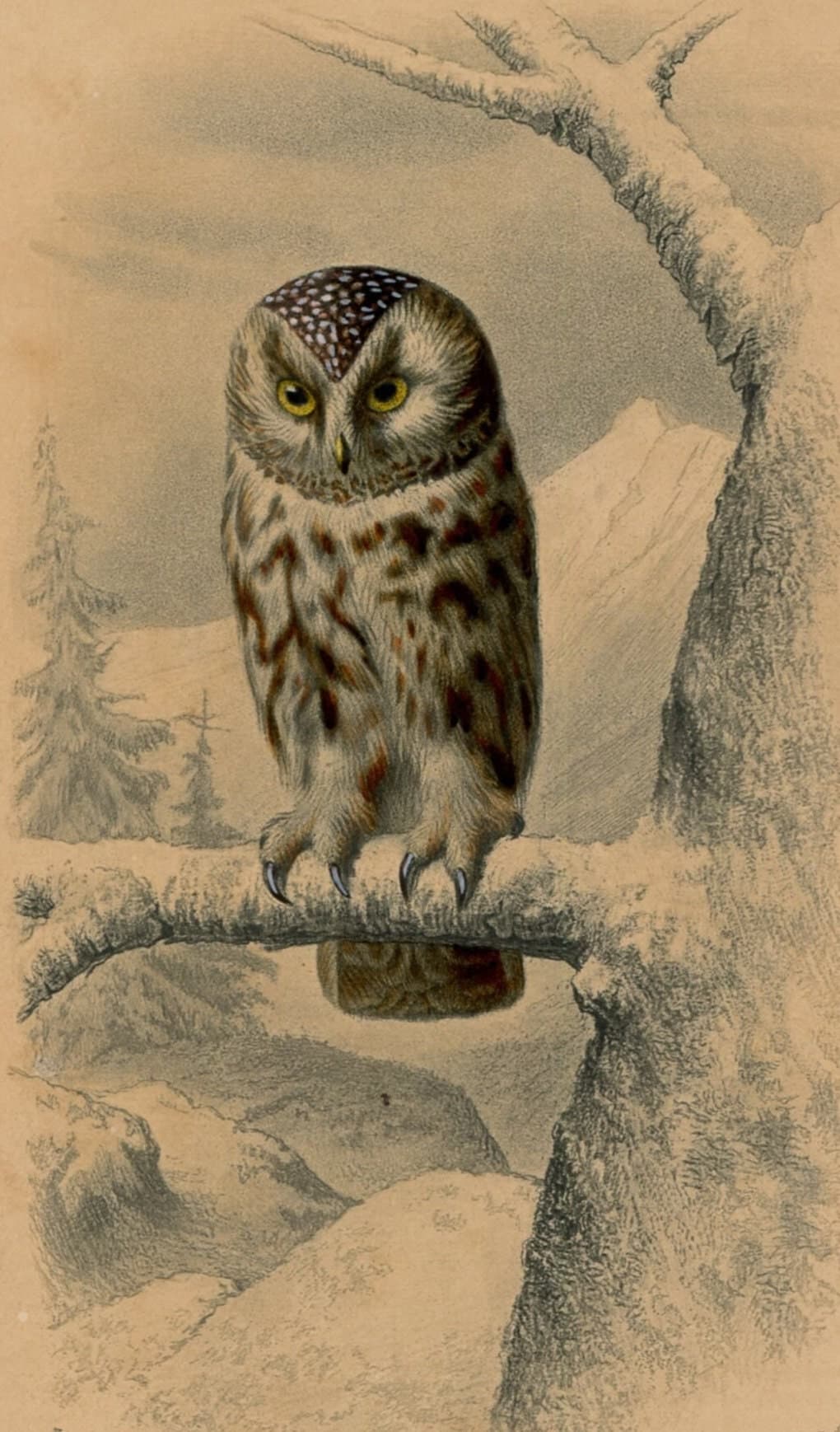 Antique Owl Illustration - Boreal Owl Art Print - Vintage Wildlife Artwork
