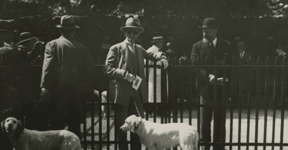 Vintage Original Dog Show Vintage Photograph image 5