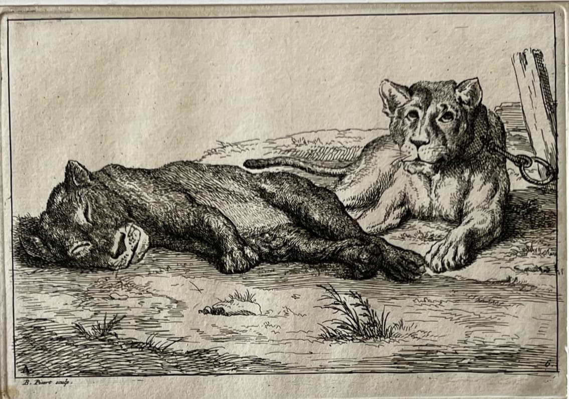 Bernard Picart (1673-1733) Lions Etching