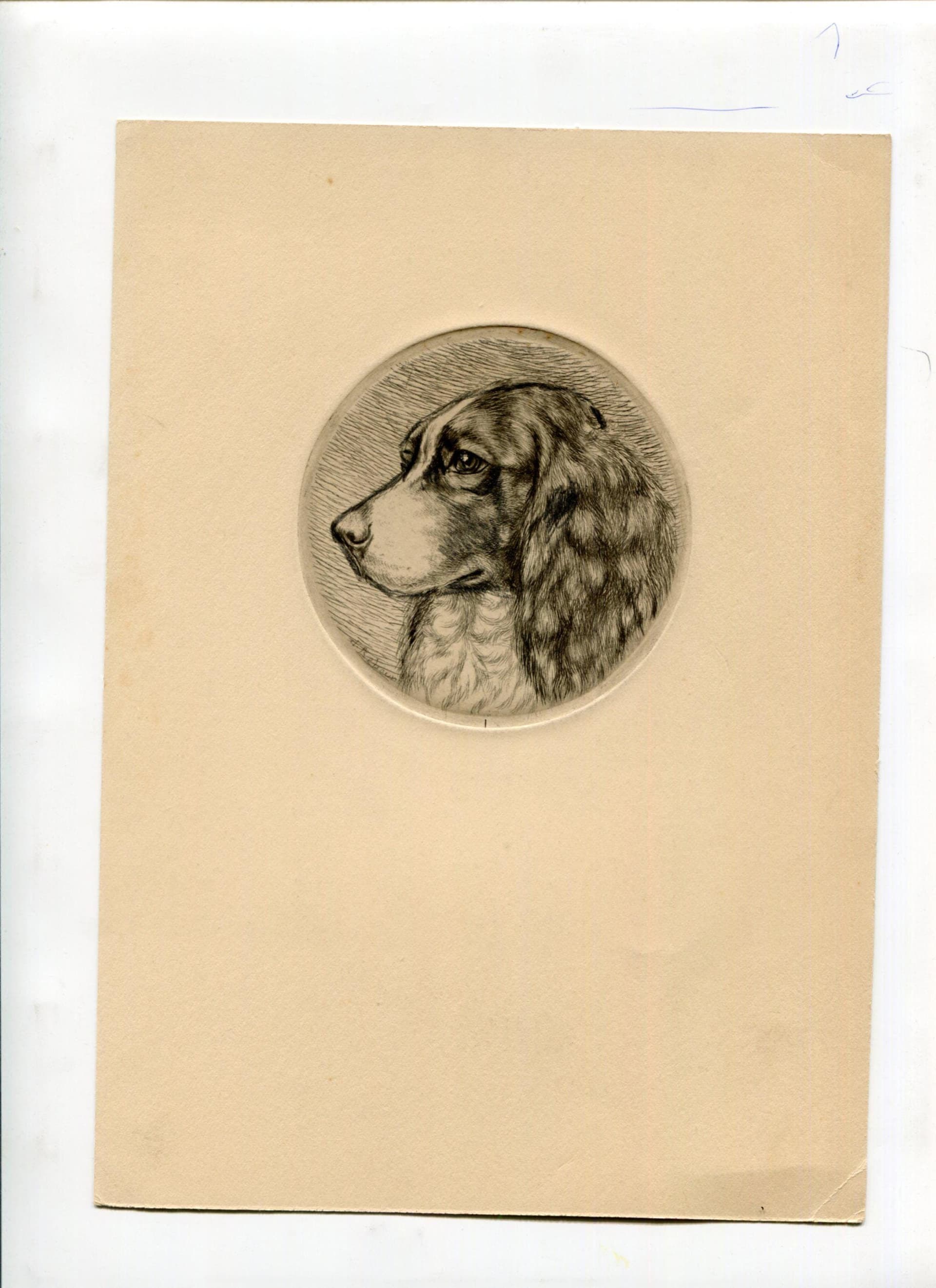 Vintage Springer Spaniel Etching 19th Century Animal Art Jacques REBOUR (XX) Dog