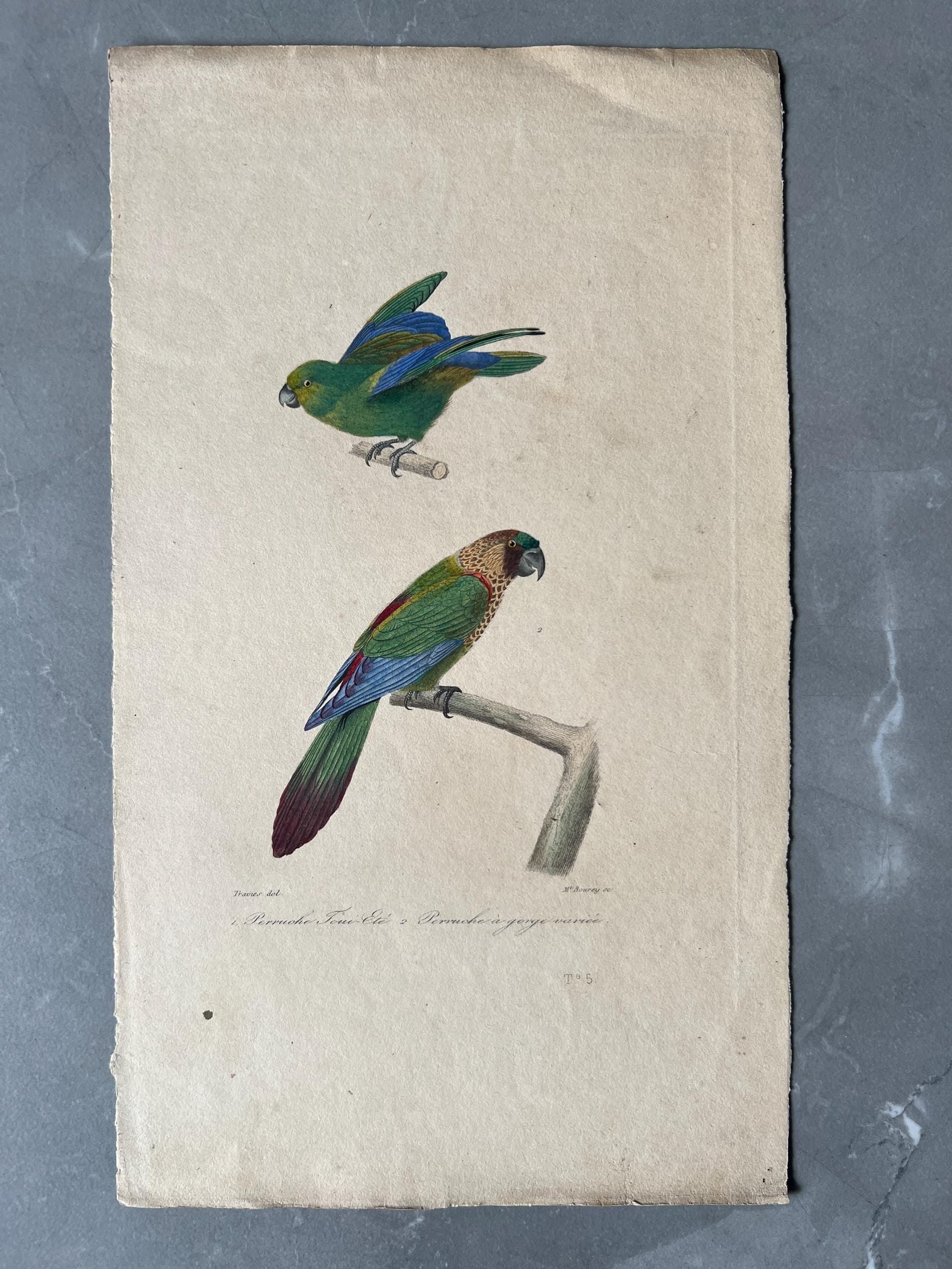 Antique Parrots Illustration - Exotic Bird Engraving by Edouard TRAVIES