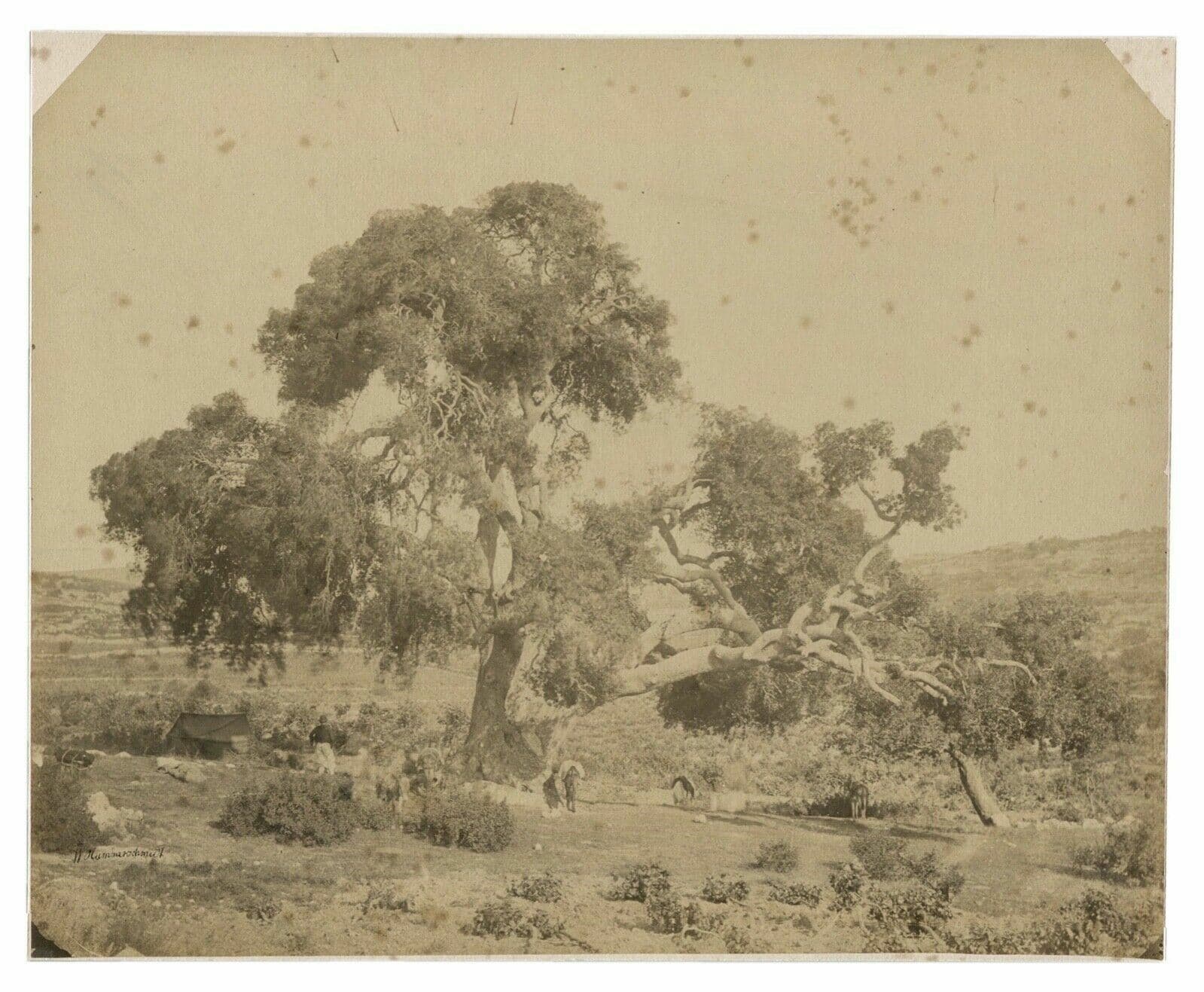 W. Hammerschmidt - Mamré Oak, Israel - c.1870