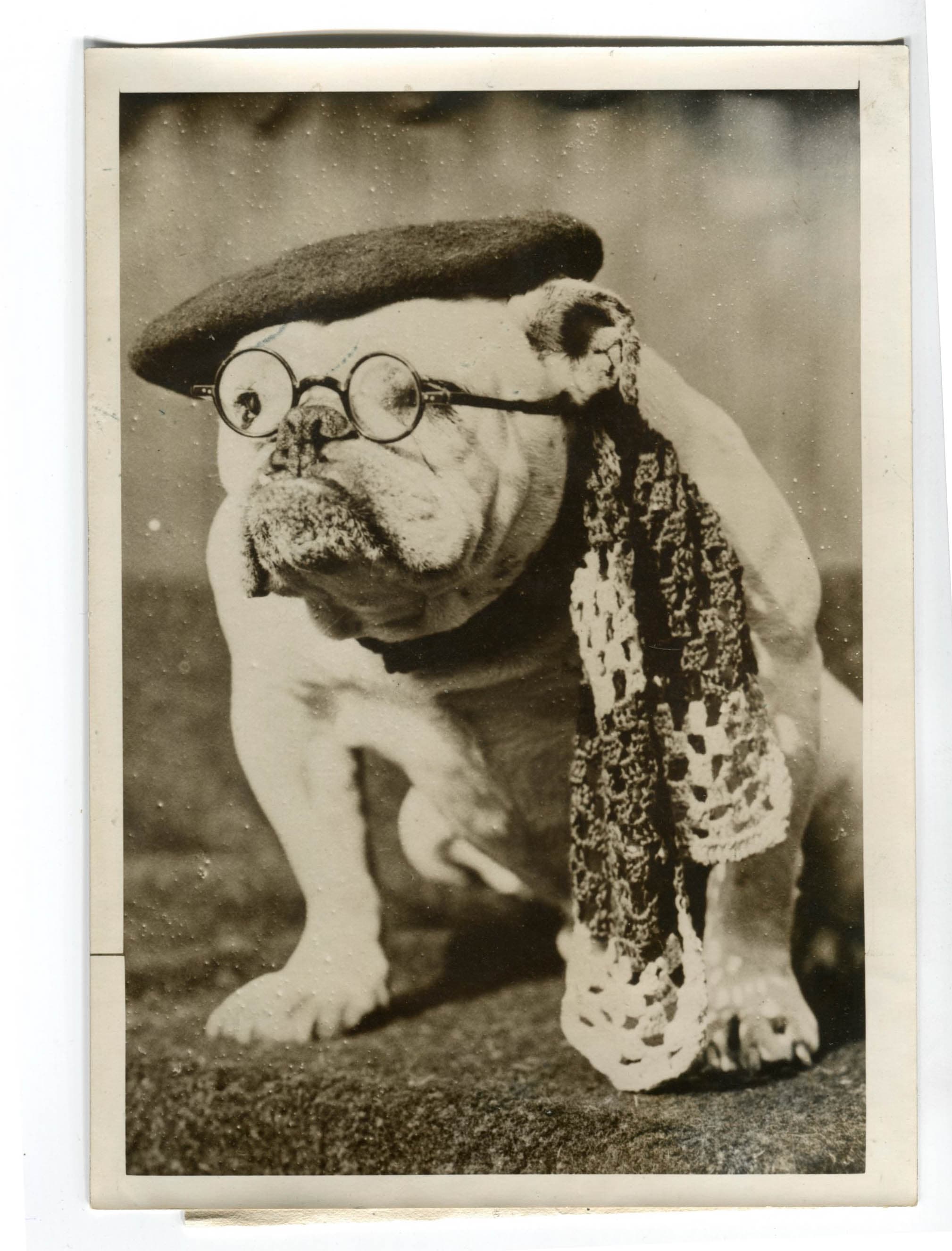 Bulldog with Glasses Photograph 1930' image 3