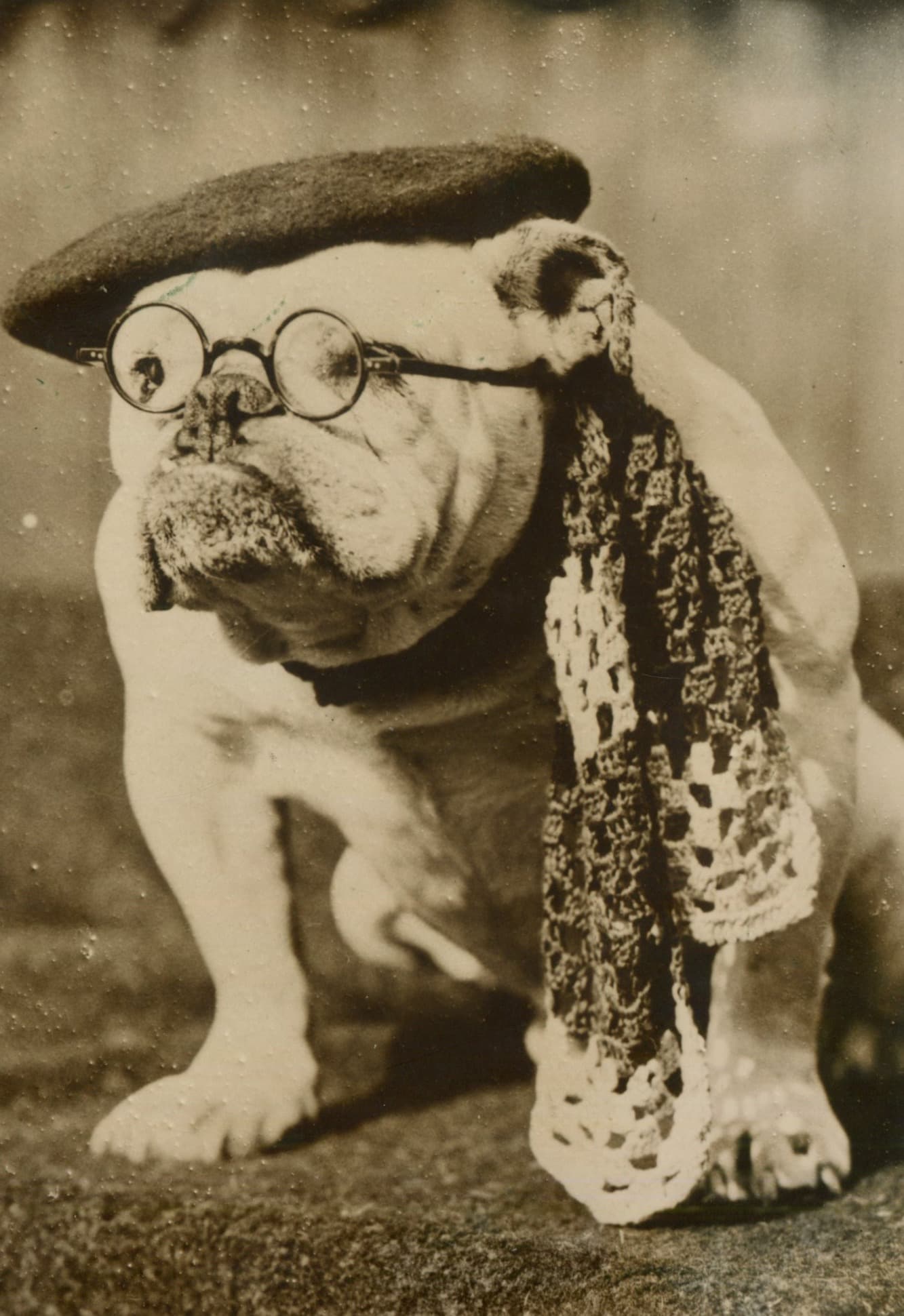 Bulldog with Glasses Photograph 1930'