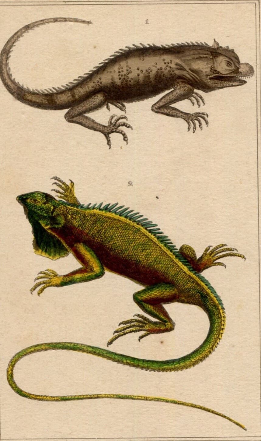 Antique Natural History Print - Lizards & Iguana Illustration