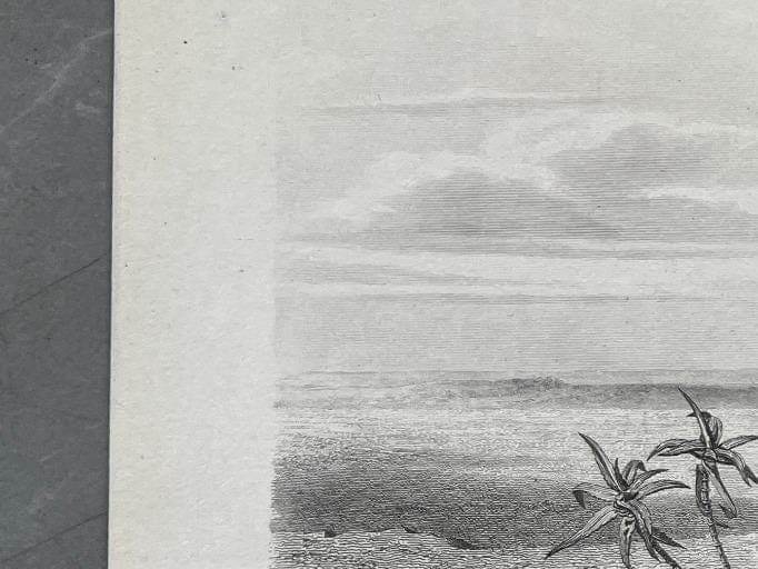 Antique Secretary Bird Illustration - Serpentarius Reptiliverus by Edouard image 5