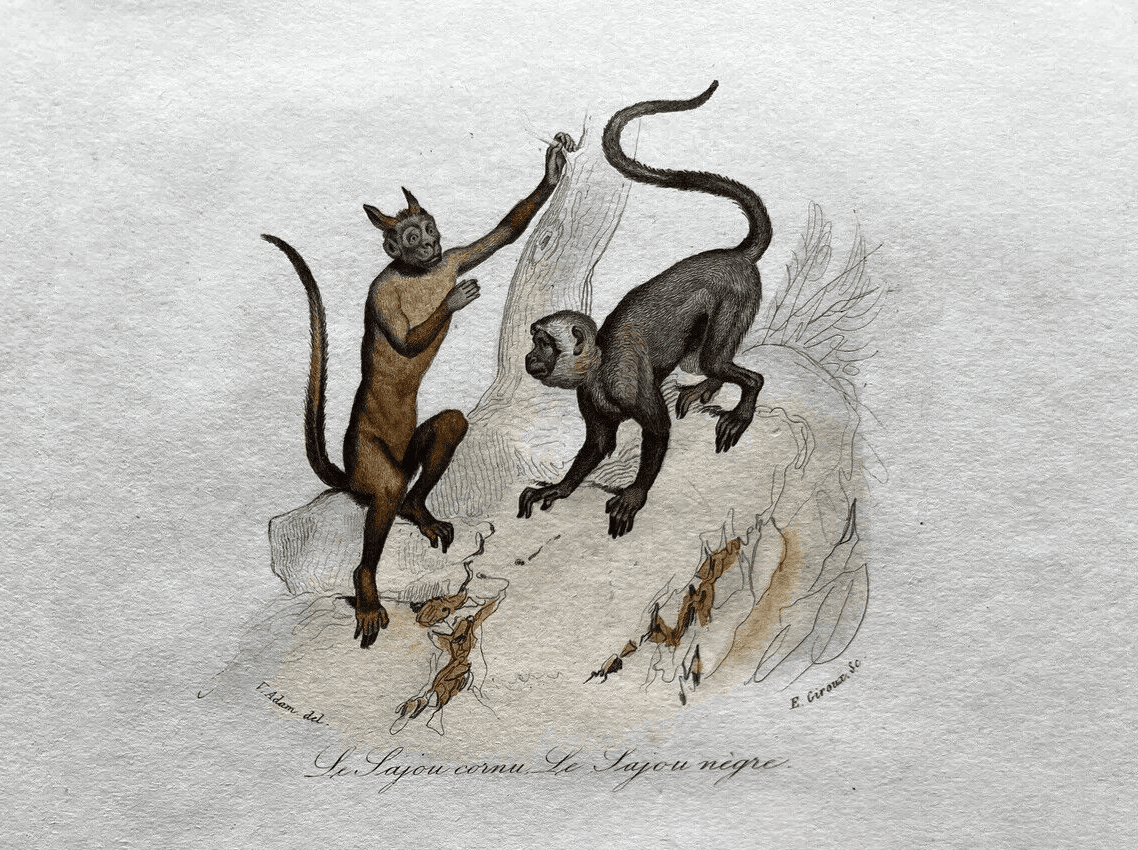 Antique Print Original Monkeys Playing 19th century image 4