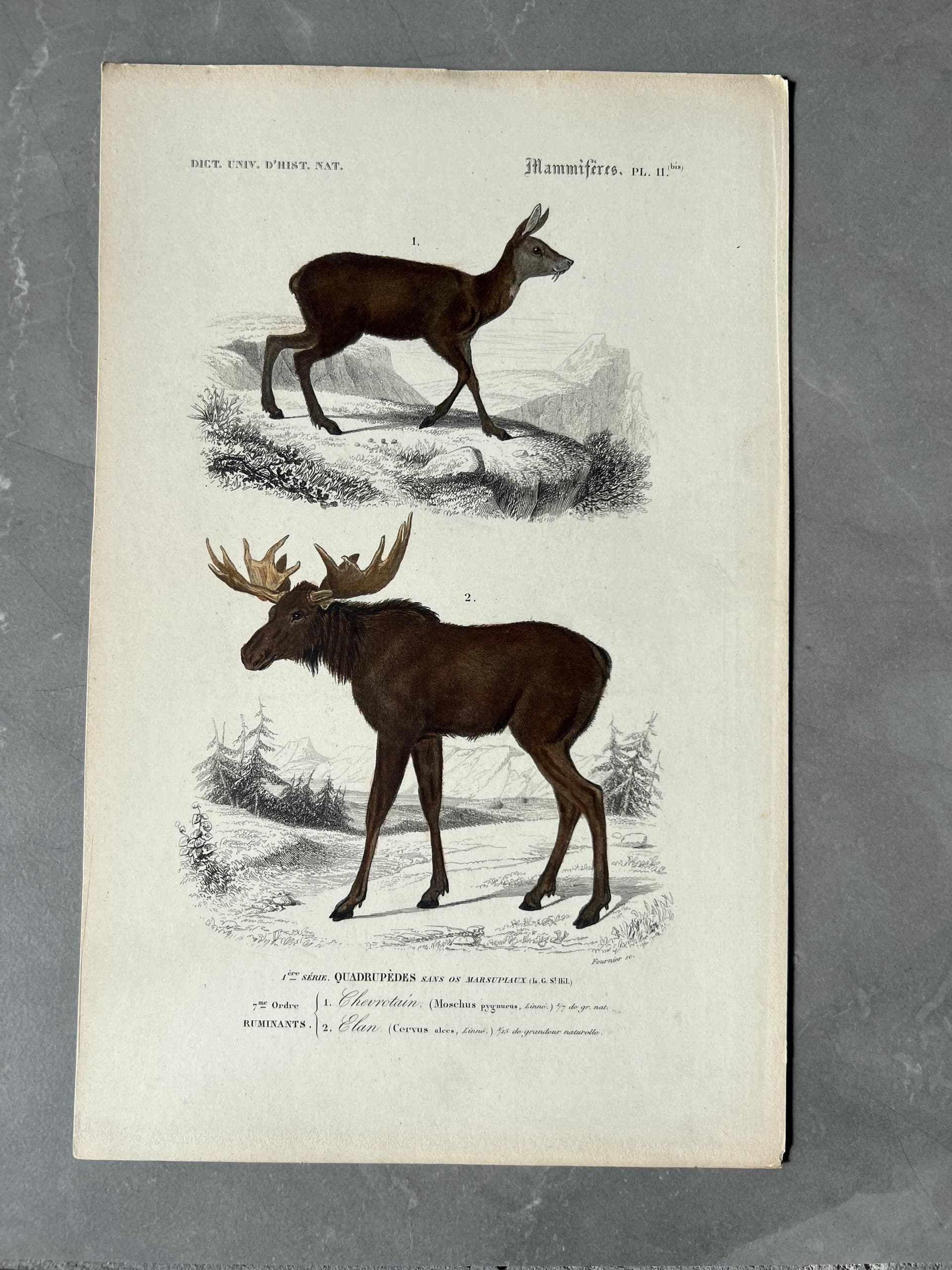 Vintage Deer Illustration - 19th Century Natural History Art by Edouard TRAVIES