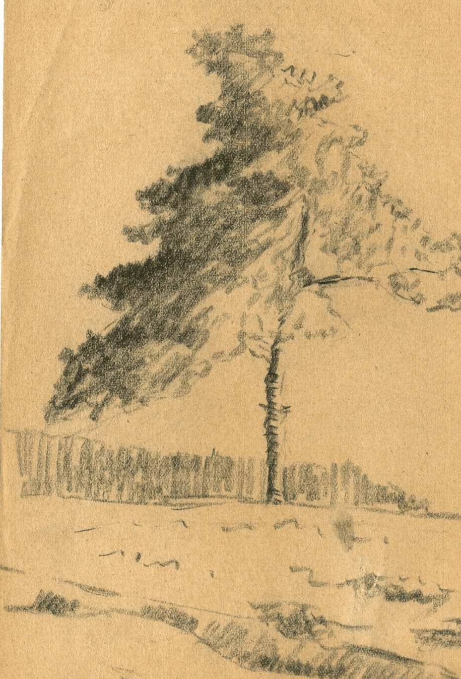 Antique Original Pencil Drawing Tree, Vegetation, Landscape, Leaves c. 1900