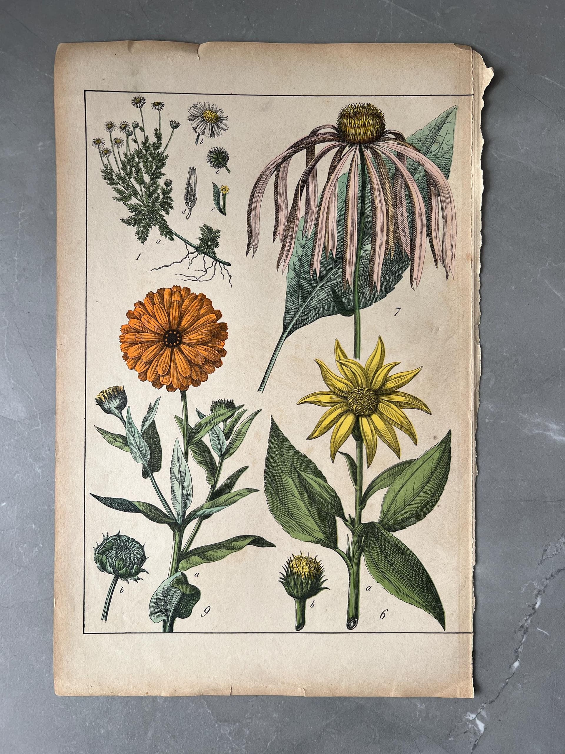 Vintage Botanical Illustration Calendula & Echinacea