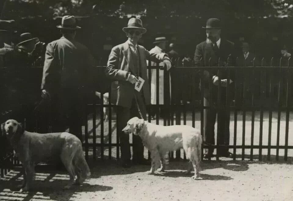 Vintage Original Dog Show Vintage Photograph image 6
