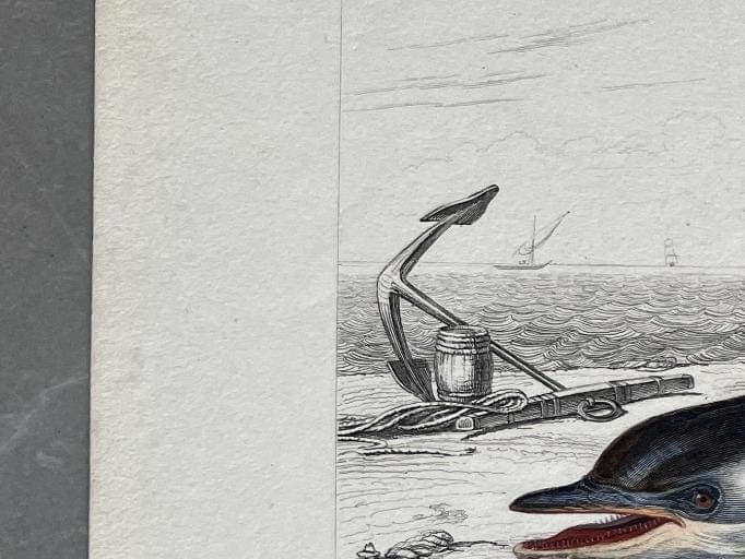 Antique Dolphin Illustration - 19th-Century Natural History Print - Vintage image 5