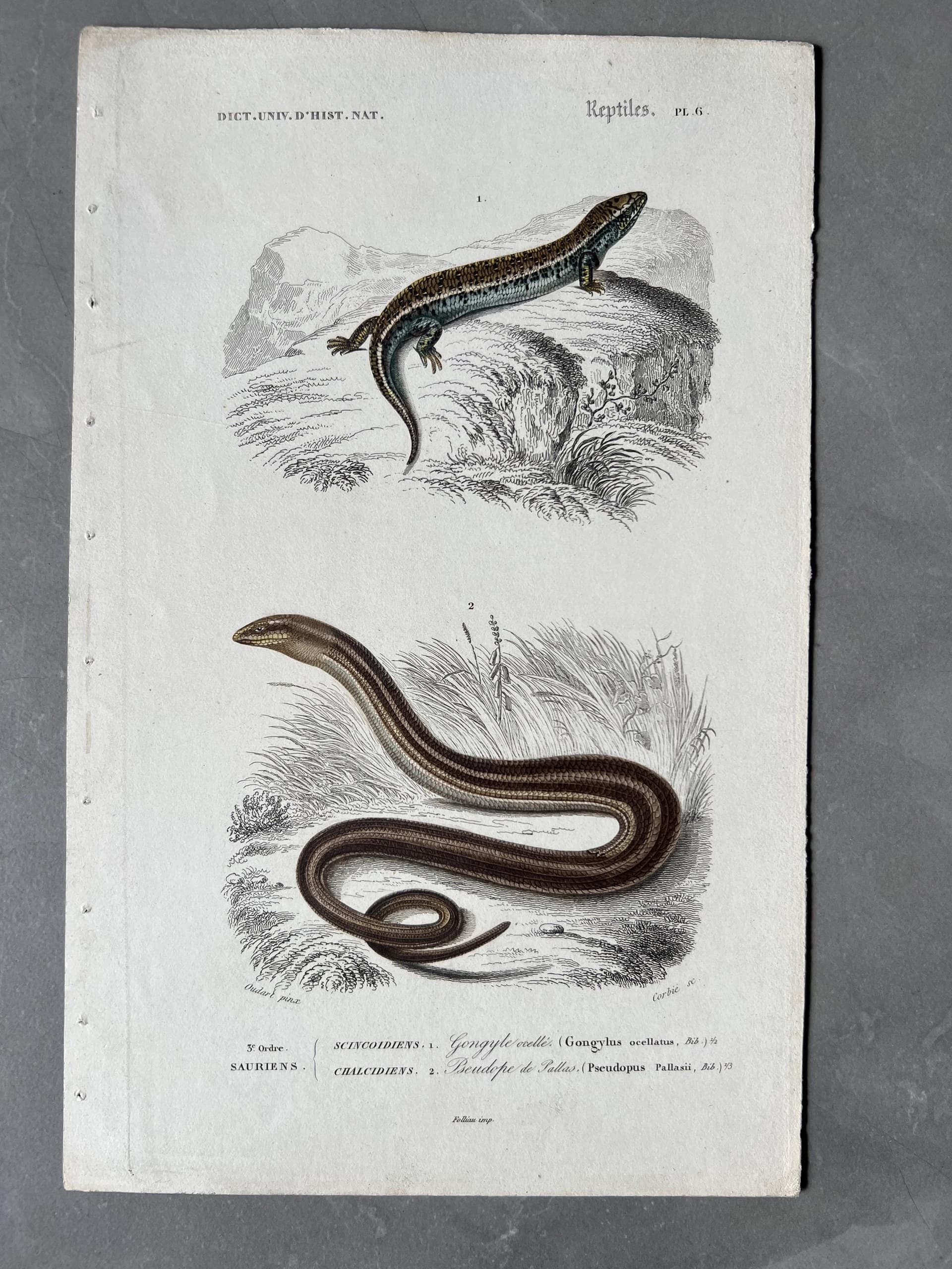 Antique Reptile Illustration of Lizards and Snake by Edouard TRAVIES (1809-1869)